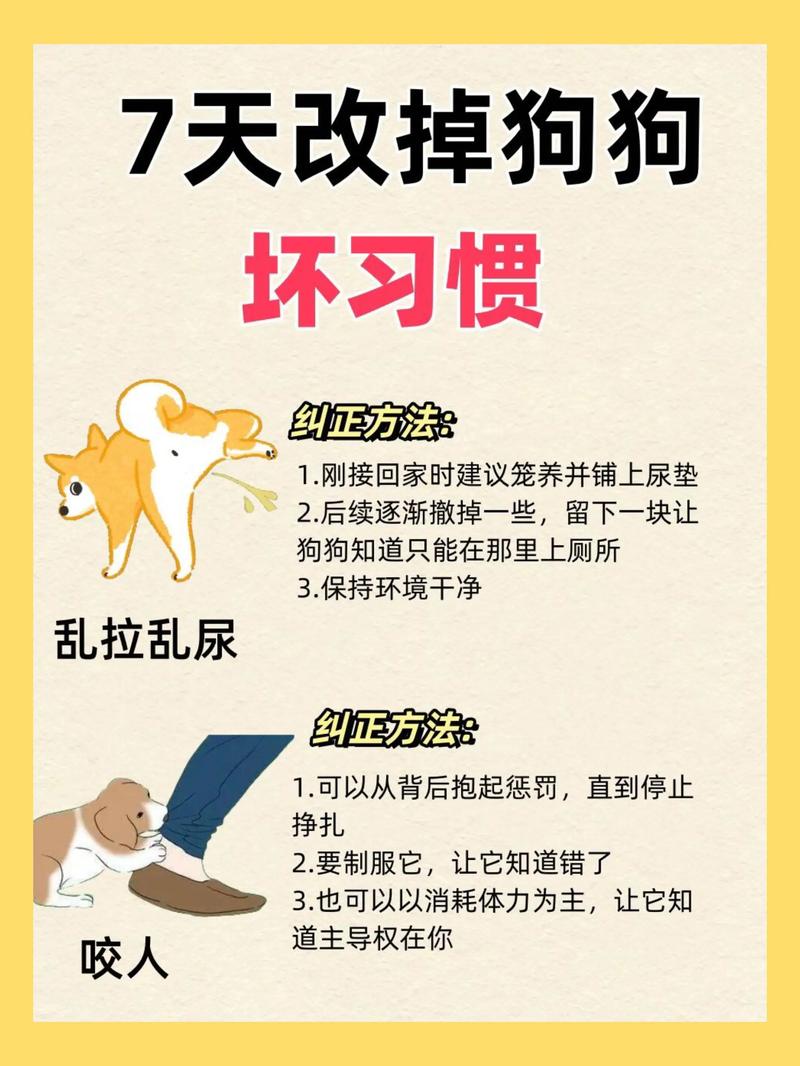 狗狗吃自己的大便怎么纠正?