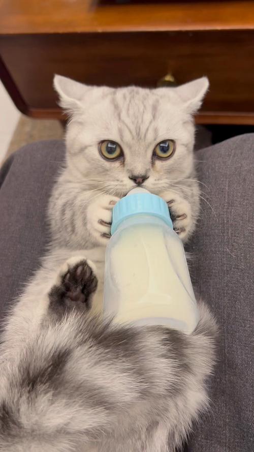 猫咪喝了一点纯牛奶有事吗