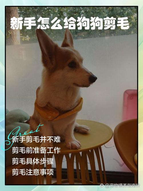 怎么给不听话的狗剪毛