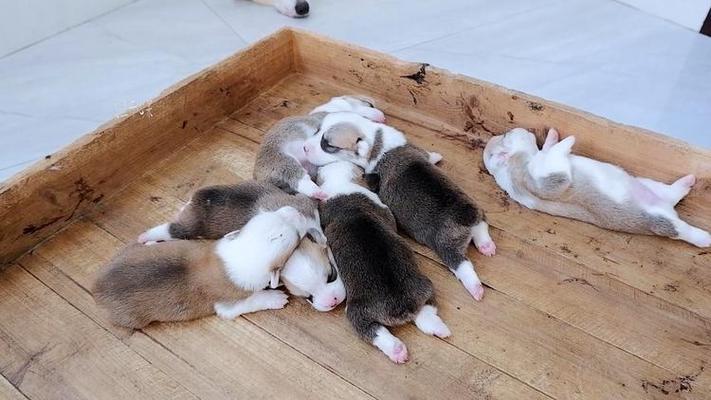 刚出生10天的狗狗吃什么?