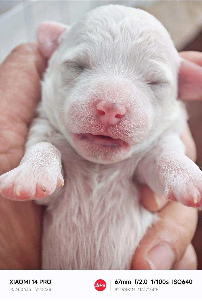 刚出生10多天的小狗吃什么