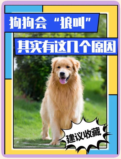 狗狗狼叫是什么意思?