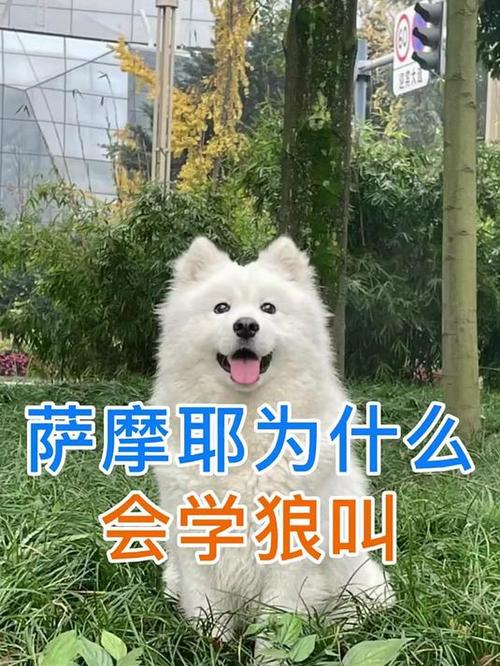 狗狗学狼叫家里会发生事情是否迷信
