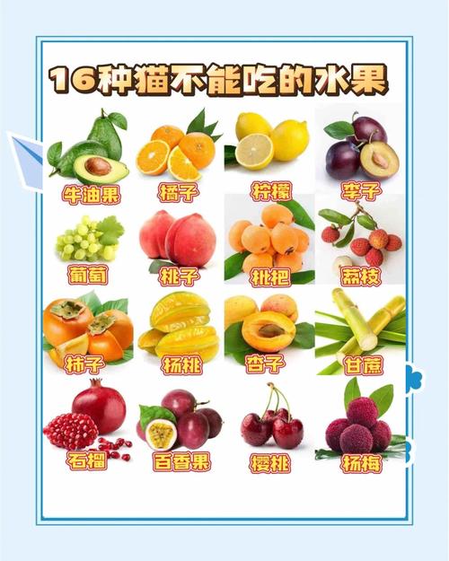 猫咪能吃&不能吃的食物速查表