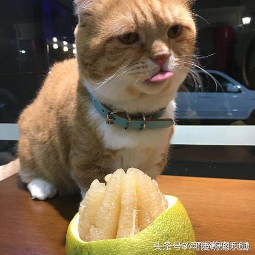 猫能吃柚子吗,5个月大了?