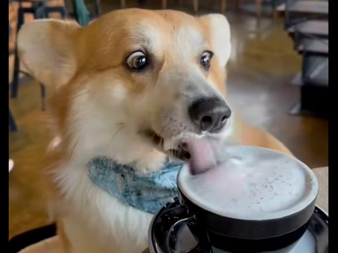 狗狗可以吃酸奶吗