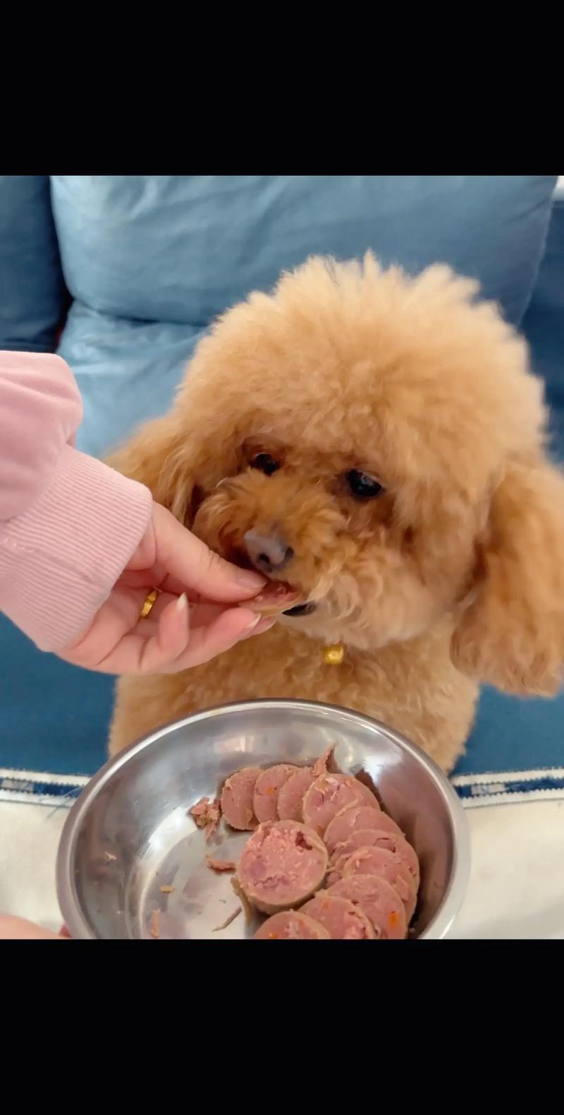 为什么狗狗吃的香肠