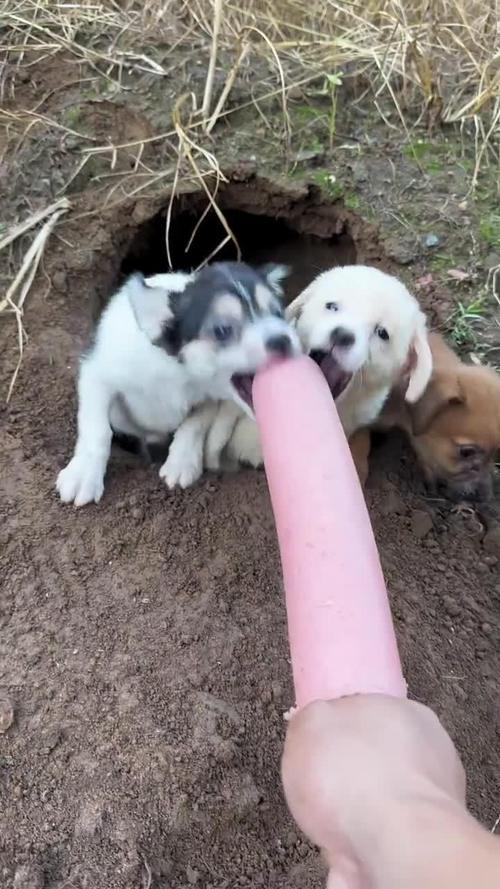 香肠狗狗吃行吗?吃多了会出问题吗?