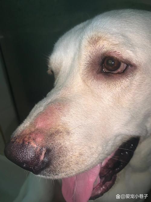 狗狗鼻子上面发红溃烂用什么药