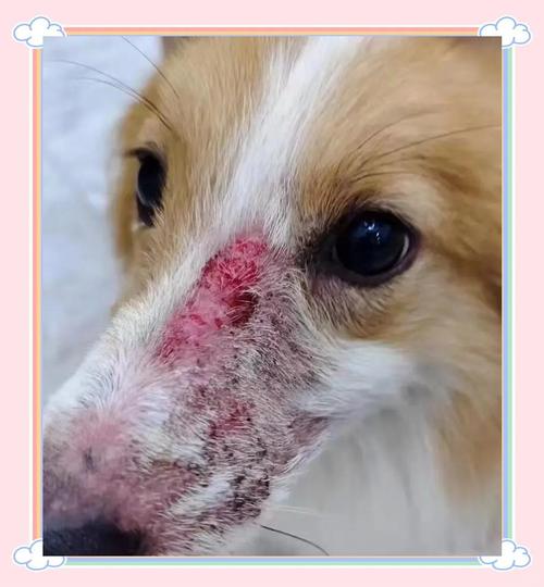下司犬狗鼻子红了是什么病