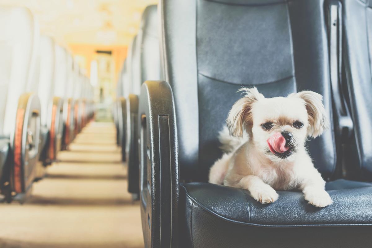 火车上能带小狗崽吗?