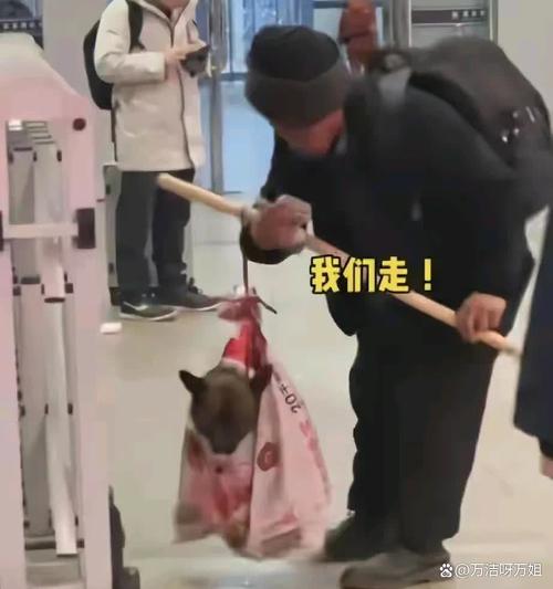 狗狗不能上火车狗狗不能上火车怎么办