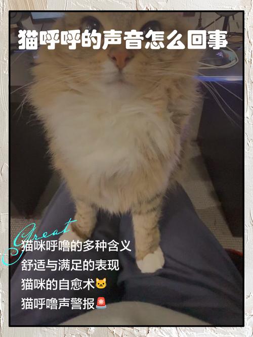 猫咪一遇到狗狗就发出呼呼的声音是怎么回事?