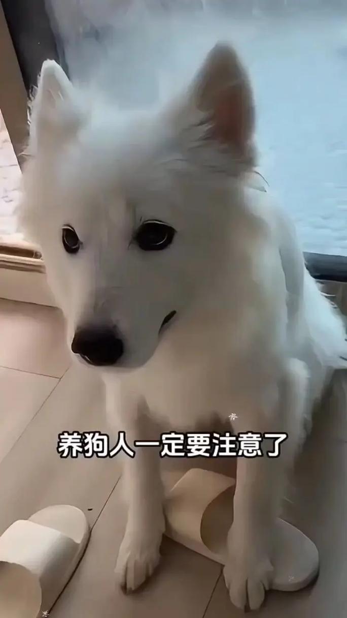 猫咪在什么情况下会发出呼呼的声音?