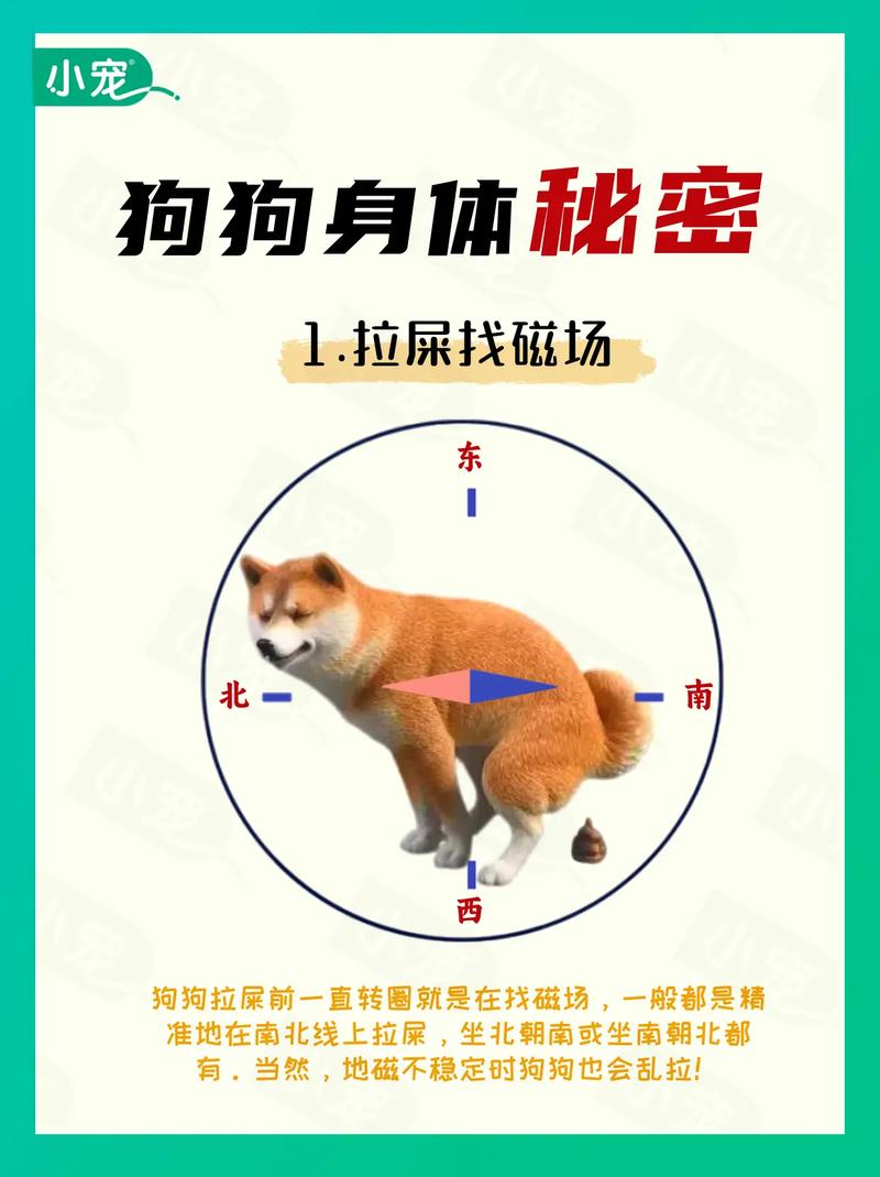 小狗拉屎整个屋子都臭