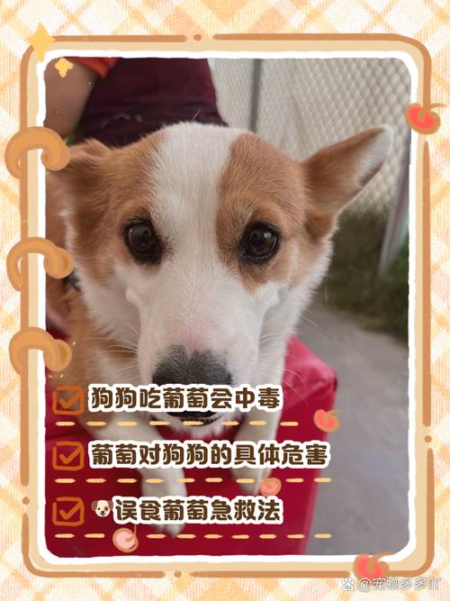 狗吃了20个葡萄皮会怎样呢