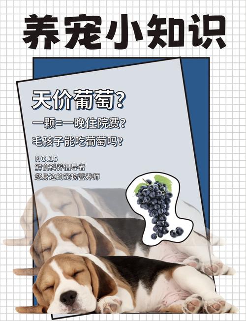 狗吃了一个葡萄皮(狗狗一不小心吃了葡萄皮会怎么样)