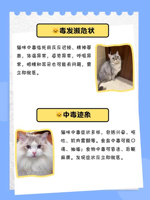 猫咪中毒了临死前表现