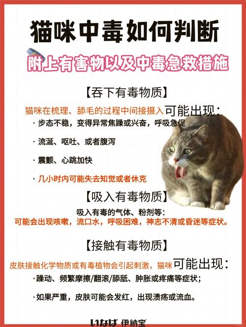 猫咪轻微中毒的症状