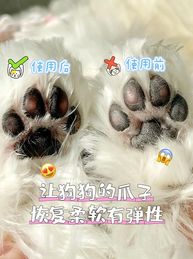 刚买的小狗脚掌干裂怎么回事