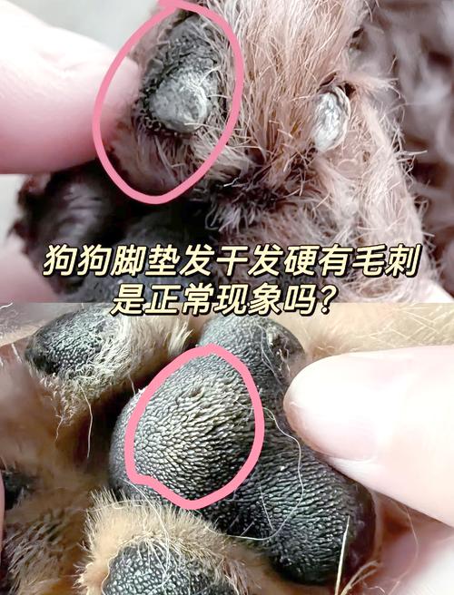 泰迪狗狗的脚干裂怎么办