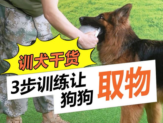 怎样训练狗狗叼东西给主人?