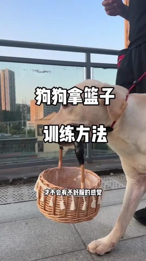 如何训练狗狗叼东西