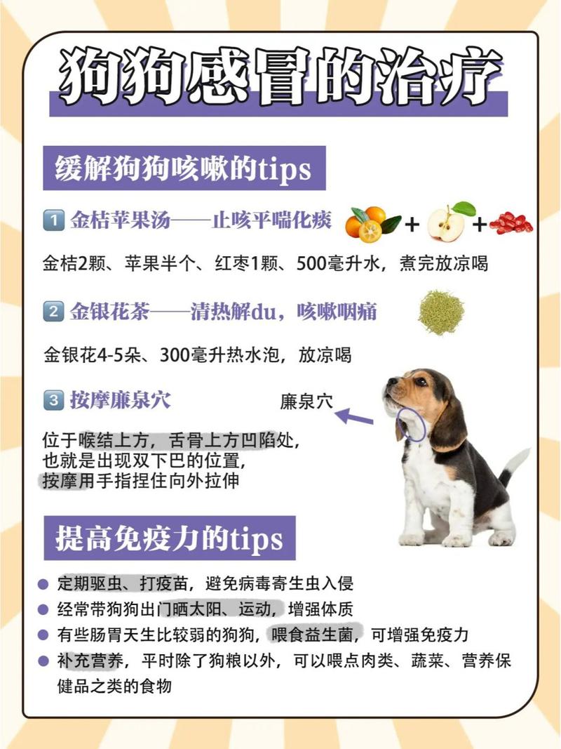 狗狗淋雨感冒了,该怎么治疗?