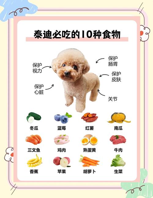 泰迪一般吃什么