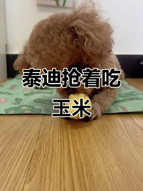 泰迪能吃玉米吗?