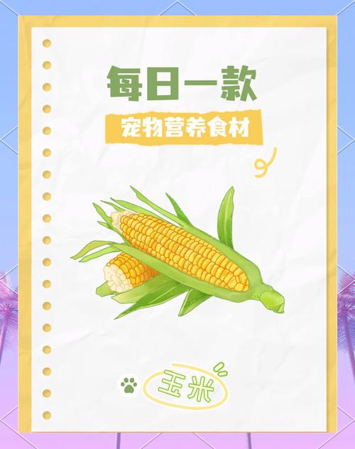 泰迪吃玉米会有哪些好处?