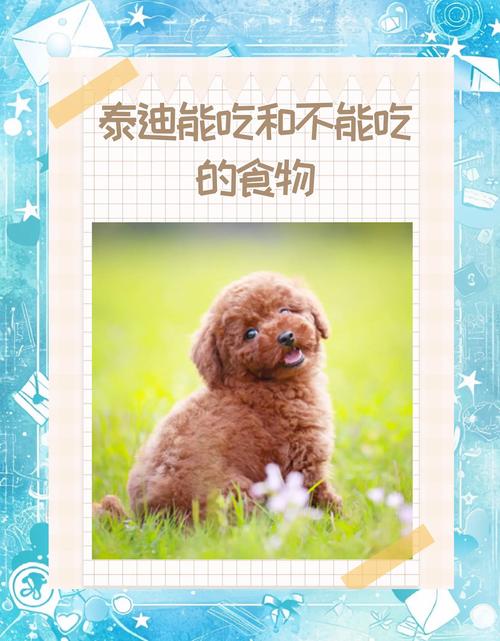 三个月大的泰迪狗狗除了吃狗粮还能吃什么