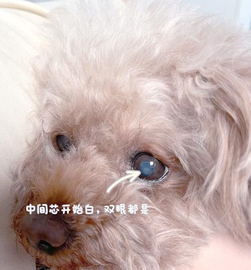狗狗眼睛发白
