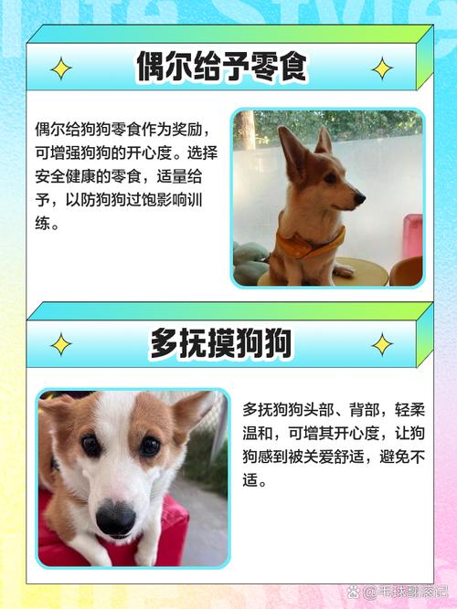 如何哄一只狗狗开心?