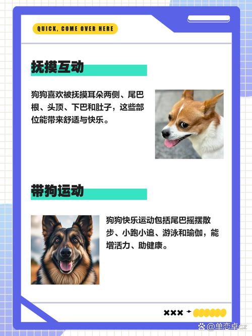 怎样能逗狗狗开心?