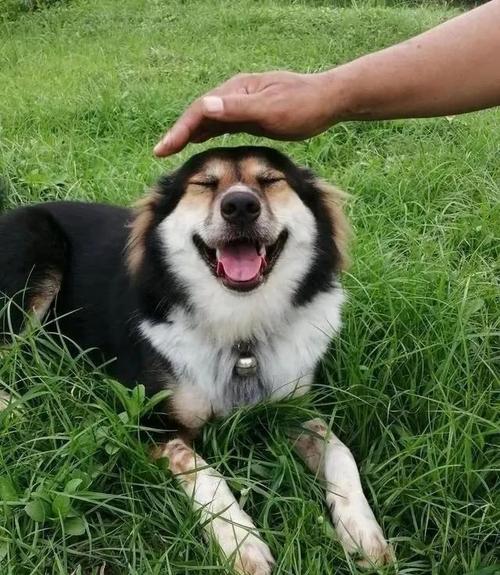 什么动作会让狗狗开心