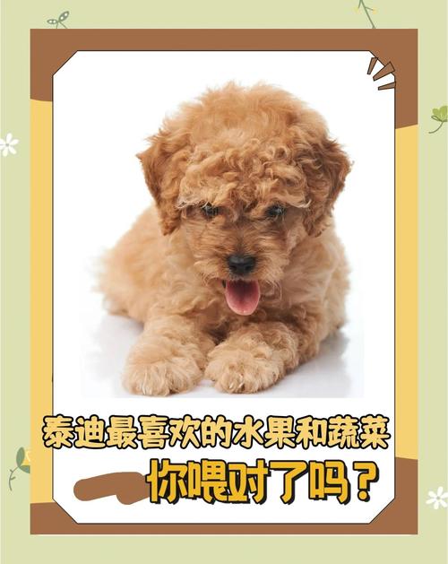 狗狗可以吃哈密瓜吗泰迪