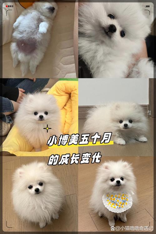 狗狗几个月算成犬