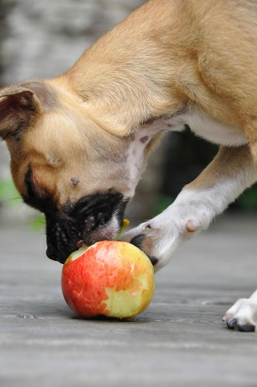 狗狗每天吃苹果好吗