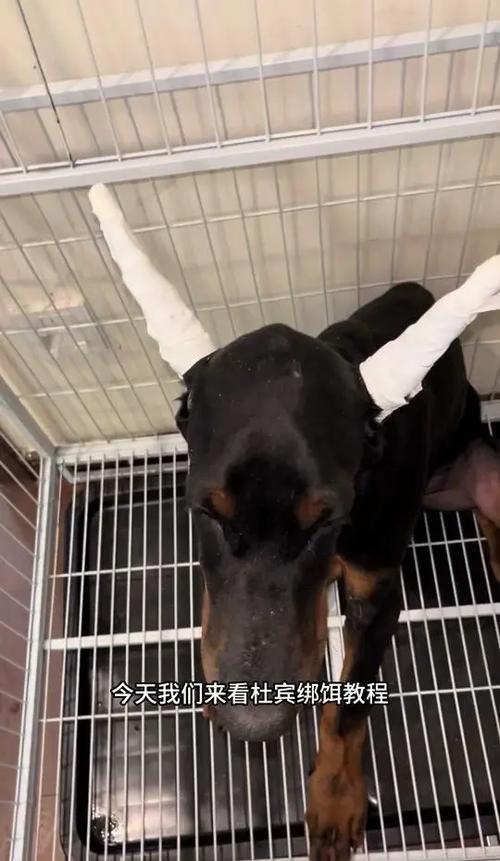 狗狗吃什么立耳最快?