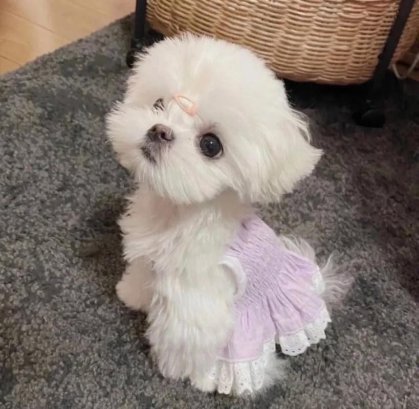 小比熊在尴尬期会有什么表现呢?