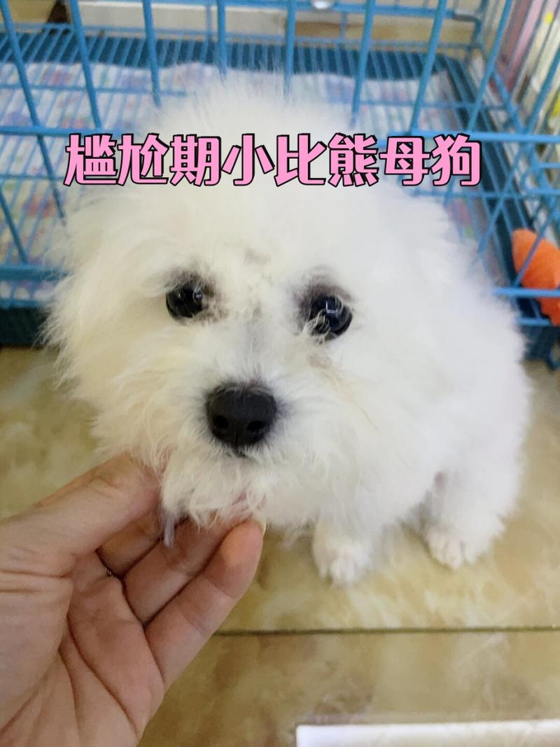 狗狗的尴尬期是从什么时候开始的?