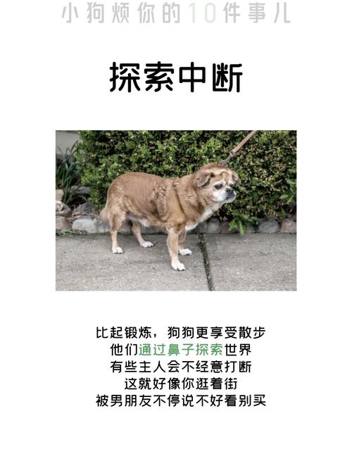 比熊几个月的时候就是尴尬期