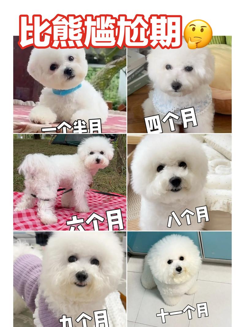 狗狗尴尬期到什么时候