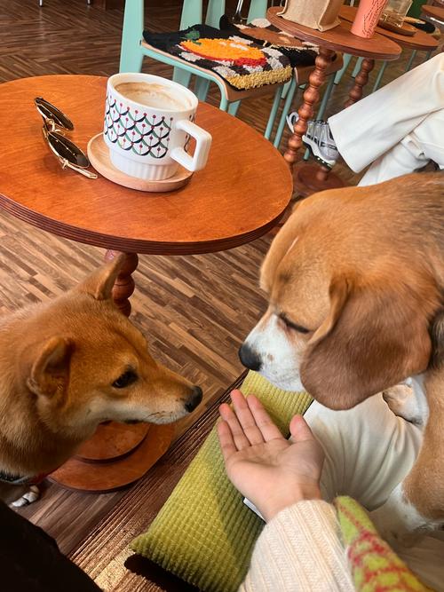 狗狗喝咖啡会怎么样呢?