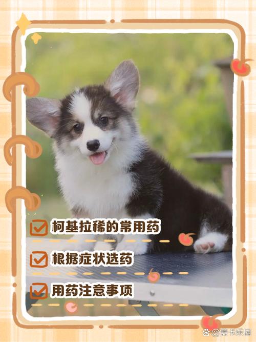 狗狗拉稀怎么办最有效的方法