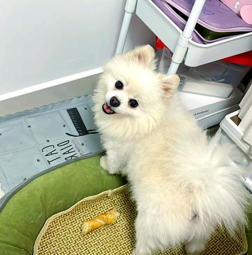 狗狗一般几岁算老狗?