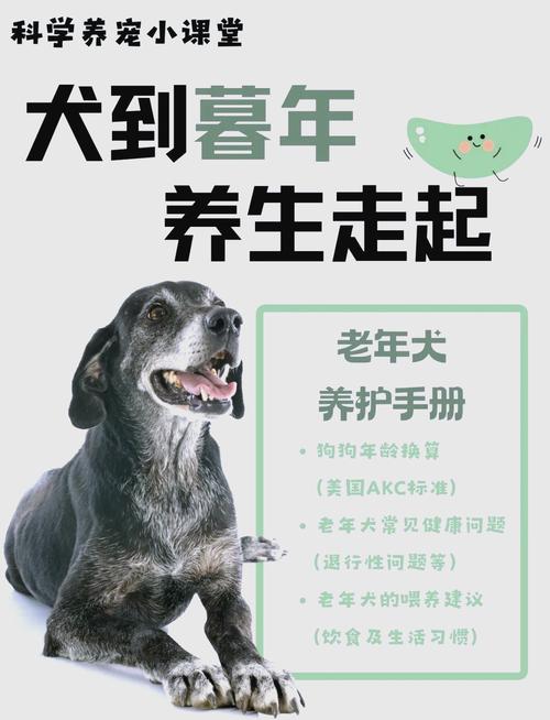 狗狗几岁算老年,狗狗多大算老年犬