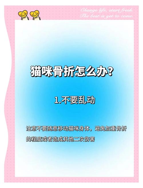 猫骨折了怎么办?