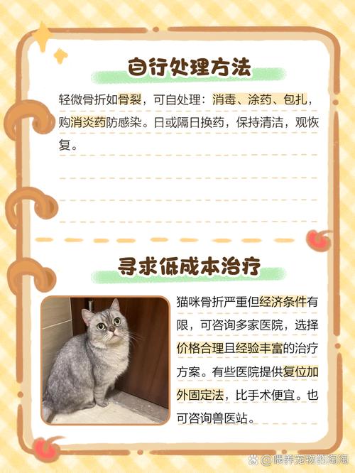 猫咪从高处跳下来骨折了怎么办?